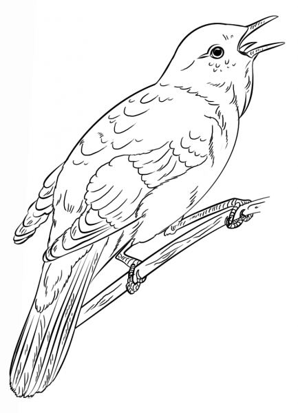 Common Nightingale coloring page image