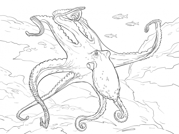Common Octopus coloring page image