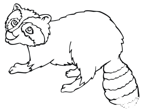 Common Raccoon coloring page image