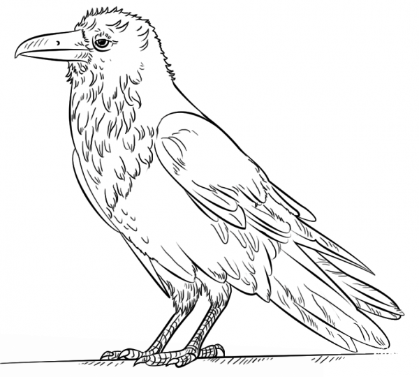 Common Raven coloring page image