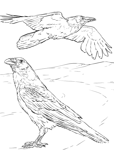 Common Raven coloring page image