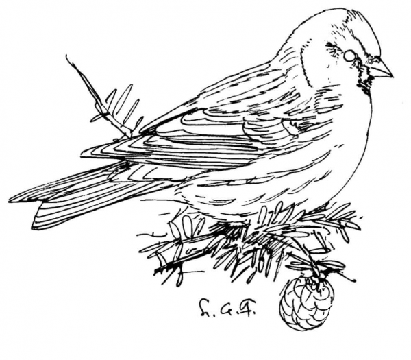 Common Redpoll coloring page image