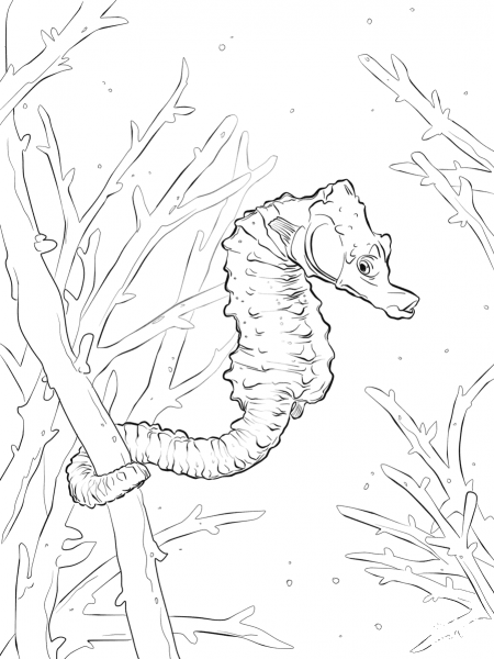 Common Seahorse coloring page image