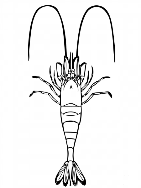 Common Shrimp coloring page image