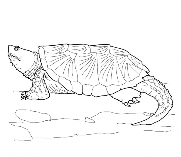 Common Snapping Turtle coloring page image