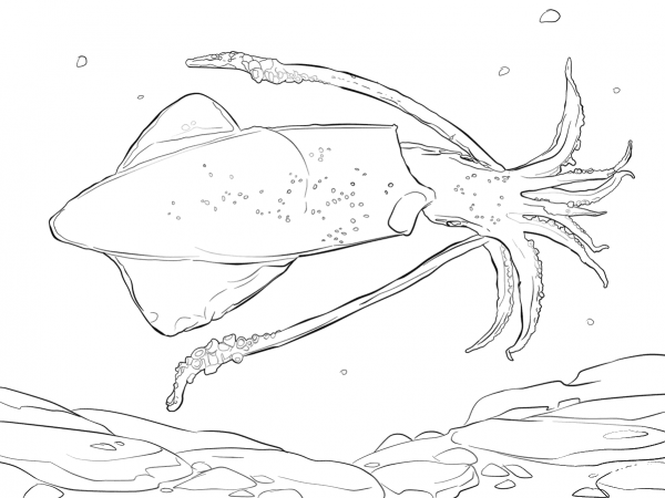 Common squid coloring page image