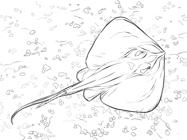 Common Stingray coloring page image