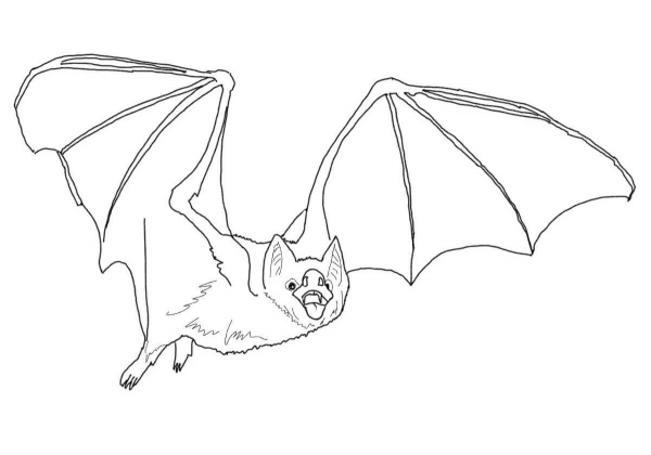 Common Vampire Bat coloring page image
