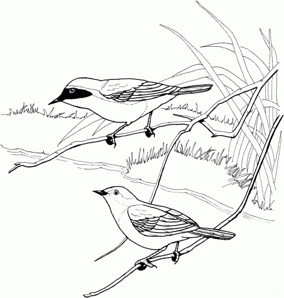 Common Yellowthroat coloring page image