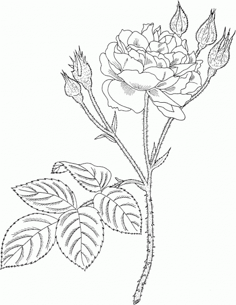 Communis or Common Moss or Old Pink Moss Rose coloring page image