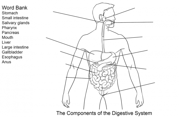 Components of Digestive System Worksheet coloring page image