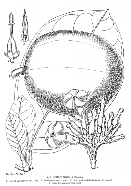 Conopharyngia Crassa coloring page image