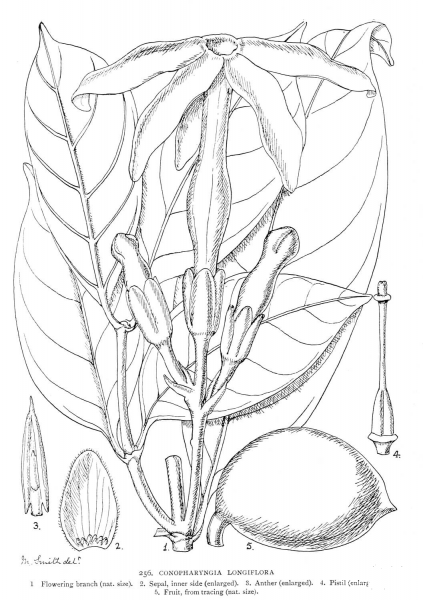 Conopharyngia Longiflorat coloring page image