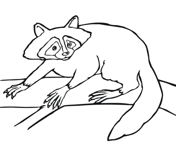 Coon coloring page image
