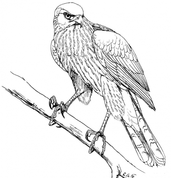 Cooperâs Hawk coloring page image