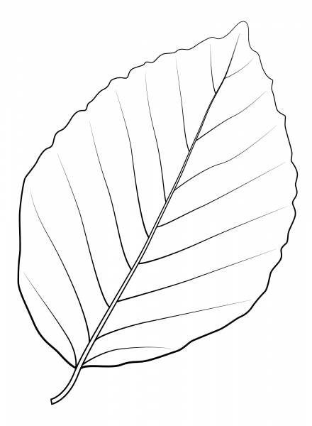 Copper Beech Leaf coloring page image