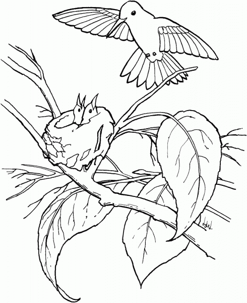 Copper-rumped Hummingbird and Its Babies coloring page image