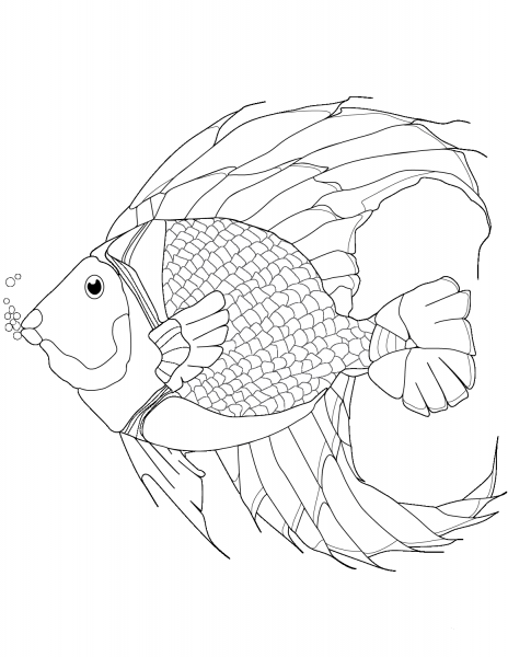 Coral Fish coloring page image