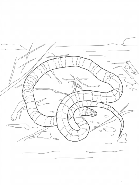 Coral Snake coloring page image