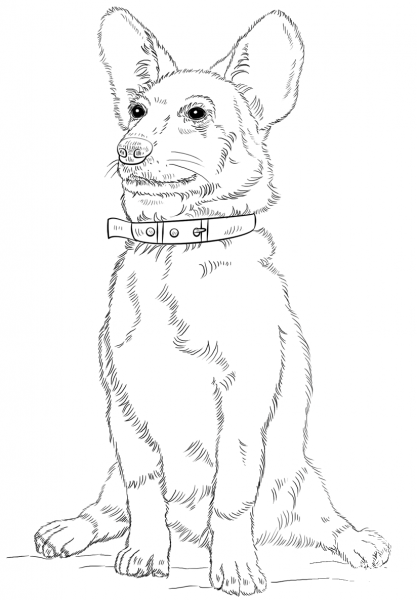 Corgi Dog coloring page image