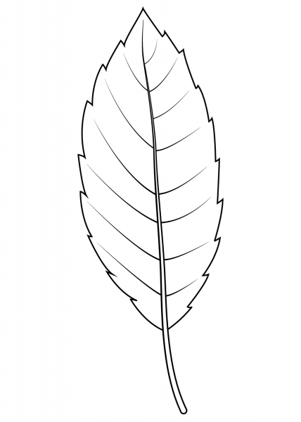 Cork Oak Leaf coloring page image