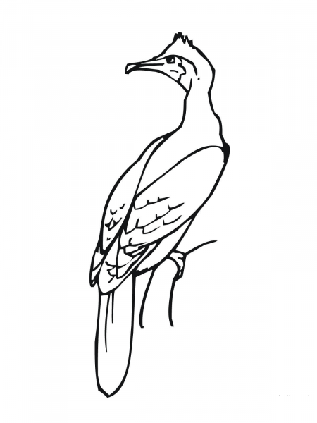Cormorant Bird coloring page image