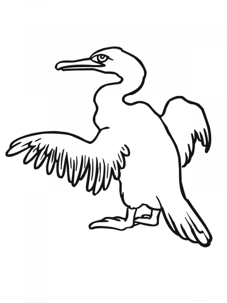 Cormorant coloring page image