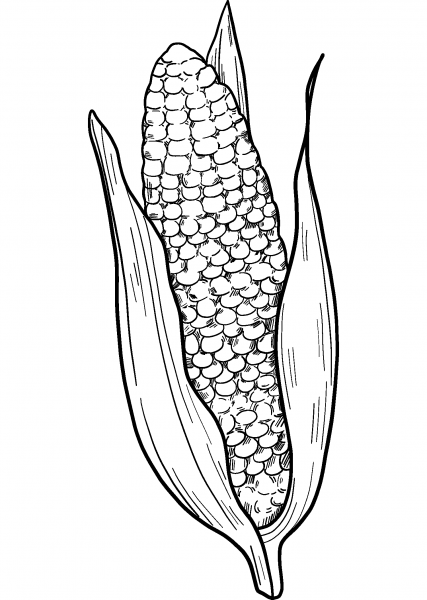Corn Cob coloring page image