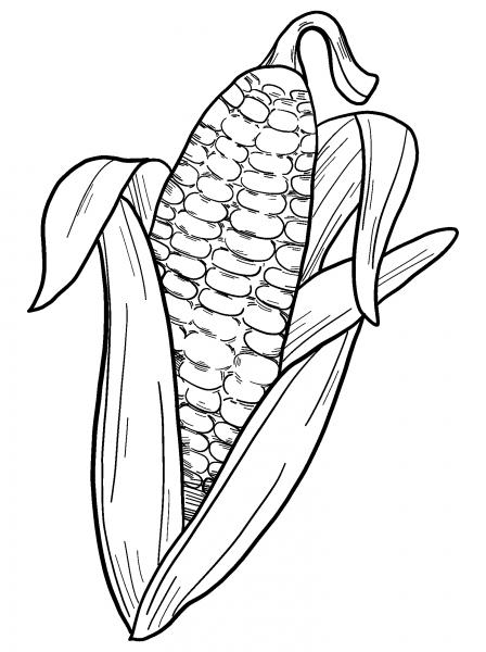Corn Cob coloring page image