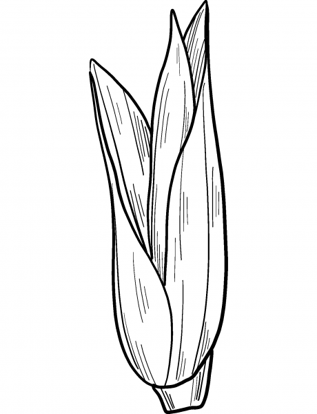 Corn Cob coloring page image