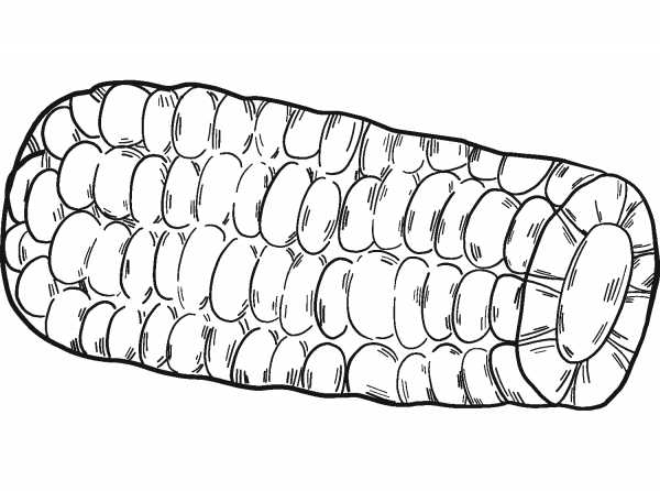 Corn Cob coloring page image