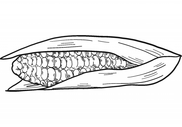 Corn Cob coloring page image