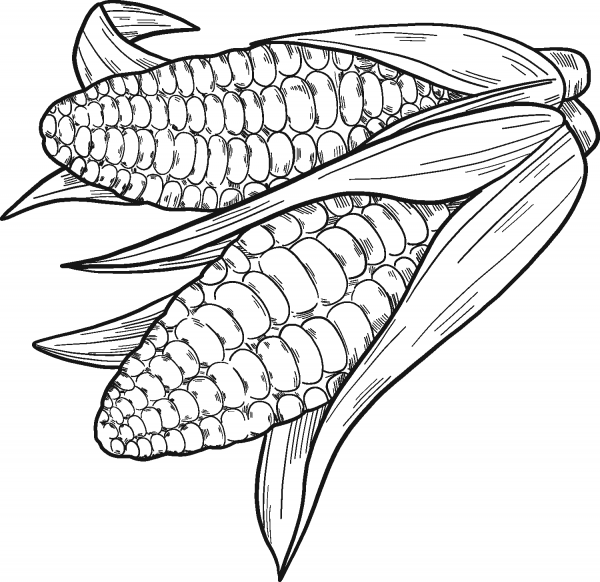 Corn Cobs coloring page image