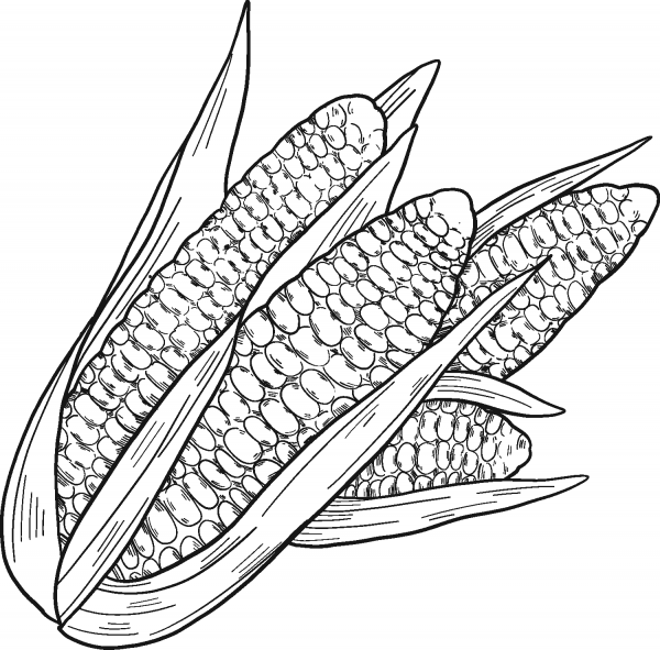 Corn Cobs coloring page image