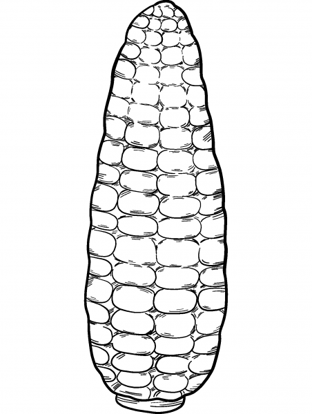 Corn coloring page image
