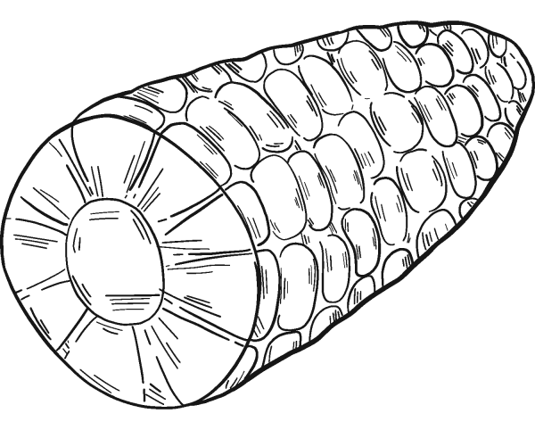 Corn coloring page image