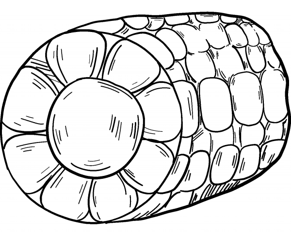 Corn coloring page image