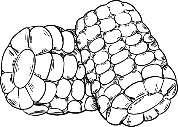 Corn coloring page image