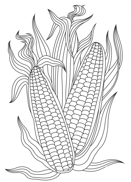 Corn coloring page image
