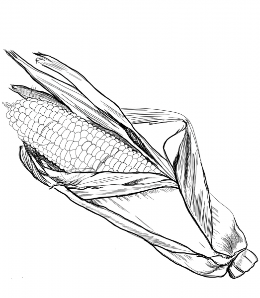 Corn coloring page image