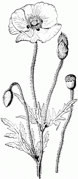 Corn Poppy coloring page image
