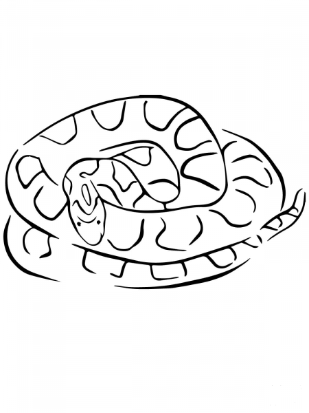 Corn Snake coloring page image
