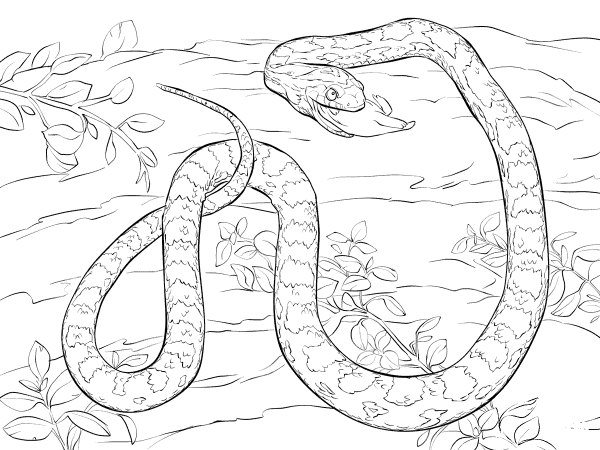 Corn Snake Devouring Dead Mouse coloring page image