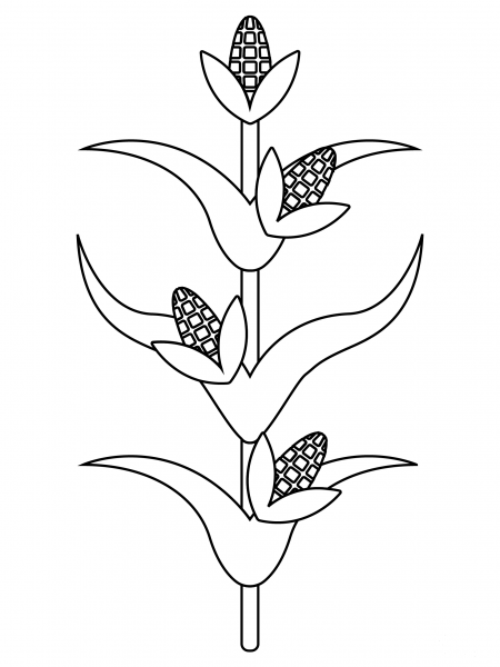 Corn Stalk coloring page image