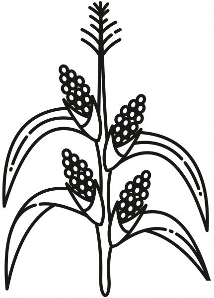 Corn Stalk coloring page image