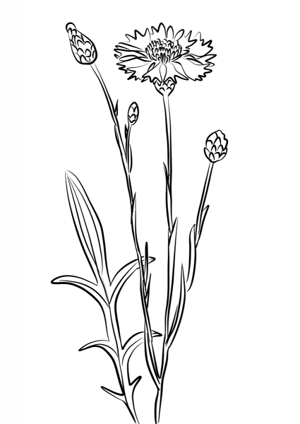 Cornflower, Blue Bottle coloring page image