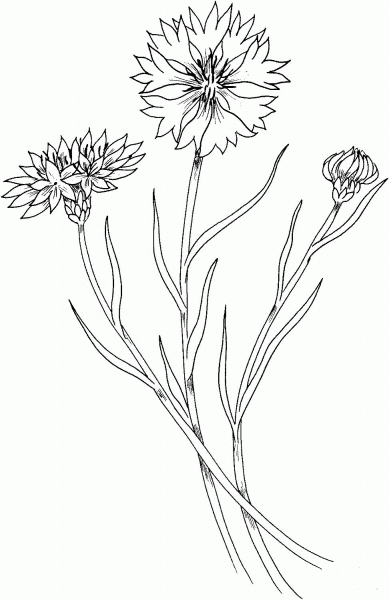 Cornflower coloring page image