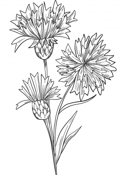 Cornflower coloring page image