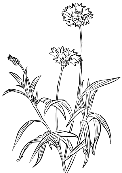 Cornflower coloring page image