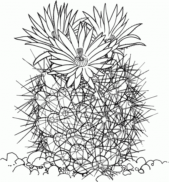 Coryphantha Vivipara or Beehive Cactus coloring page image